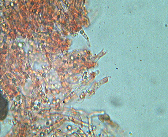 Hyphoderma sambuci
